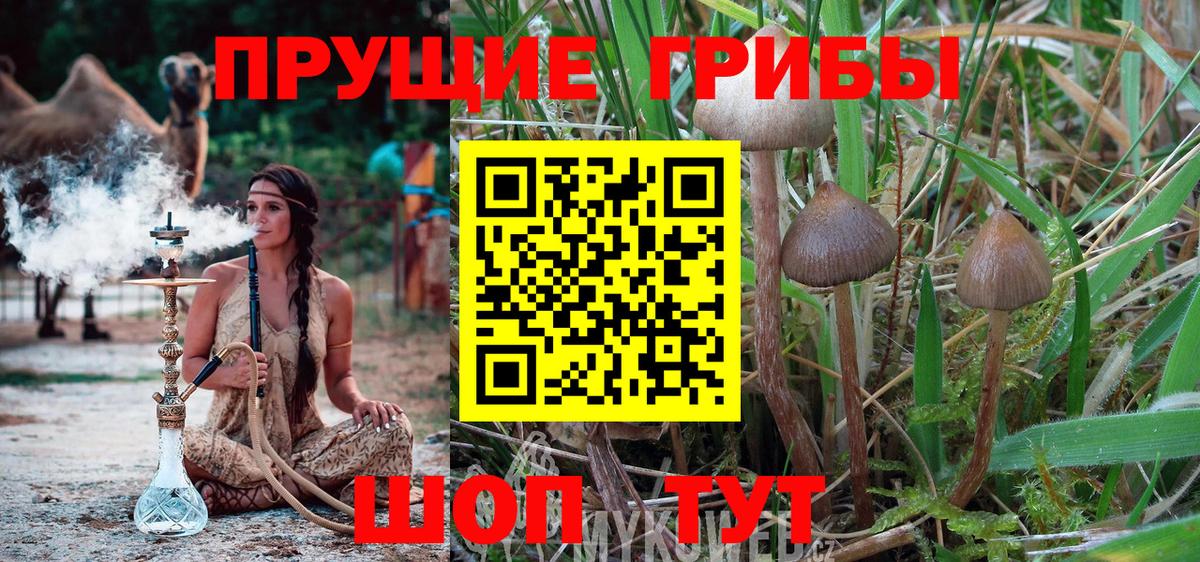 Псилоцибиновые грибы Cubensis Троицк